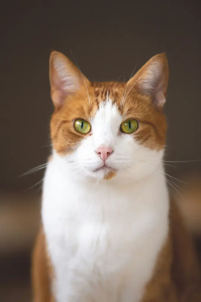unsplash_G7kUPmzi80E_ginger cat.webp