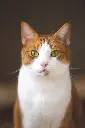 unsplash_G7kUPmzi80E_ginger cat.webp