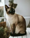 unsplash_KGiQFgF7dkc_siamese cat.webp