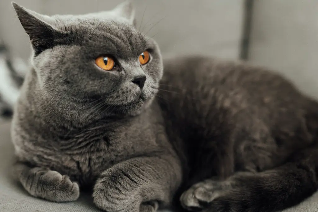 unsplash_3oNWY7MeTiw_british shorthair cat.webp