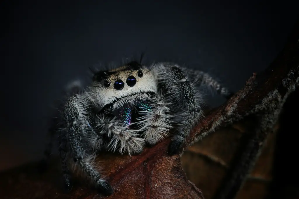 unsplash_a32PhZjnDnI_jumping spider.webp