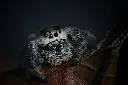 unsplash_a32PhZjnDnI_jumping spider.webp