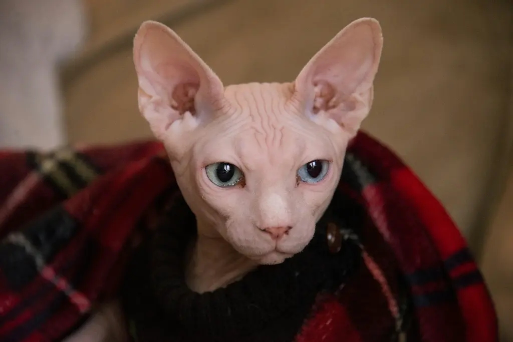 unsplash_WUt9P_0fEP8_Sphynx cat.webp