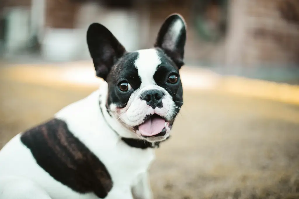 unsplash_hYbOiT_PD2A_french bulldog.webp