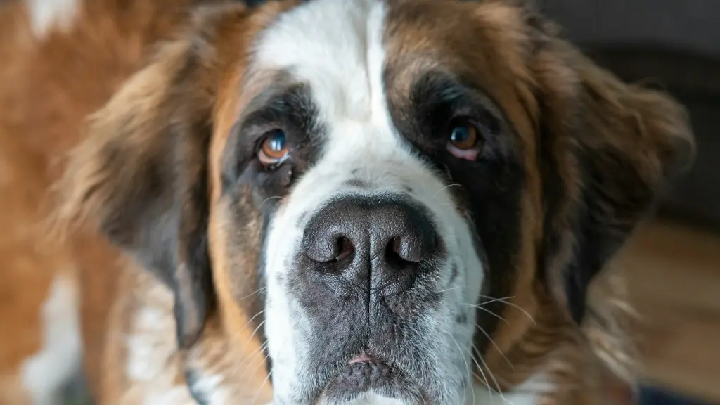 unsplash_ZTOogsKBXUY_saint bernard.webp