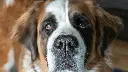 unsplash_ZTOogsKBXUY_saint bernard.webp