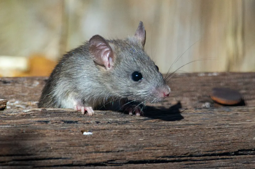 unsplash_QxW15BmJxOQ_rat.webp