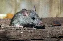 unsplash_QxW15BmJxOQ_rat.webp