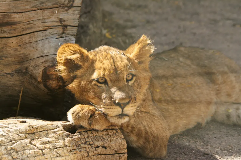 unsplash_0Ickobf7IQw_lion cub.webp