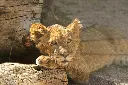 unsplash_0Ickobf7IQw_lion cub.webp