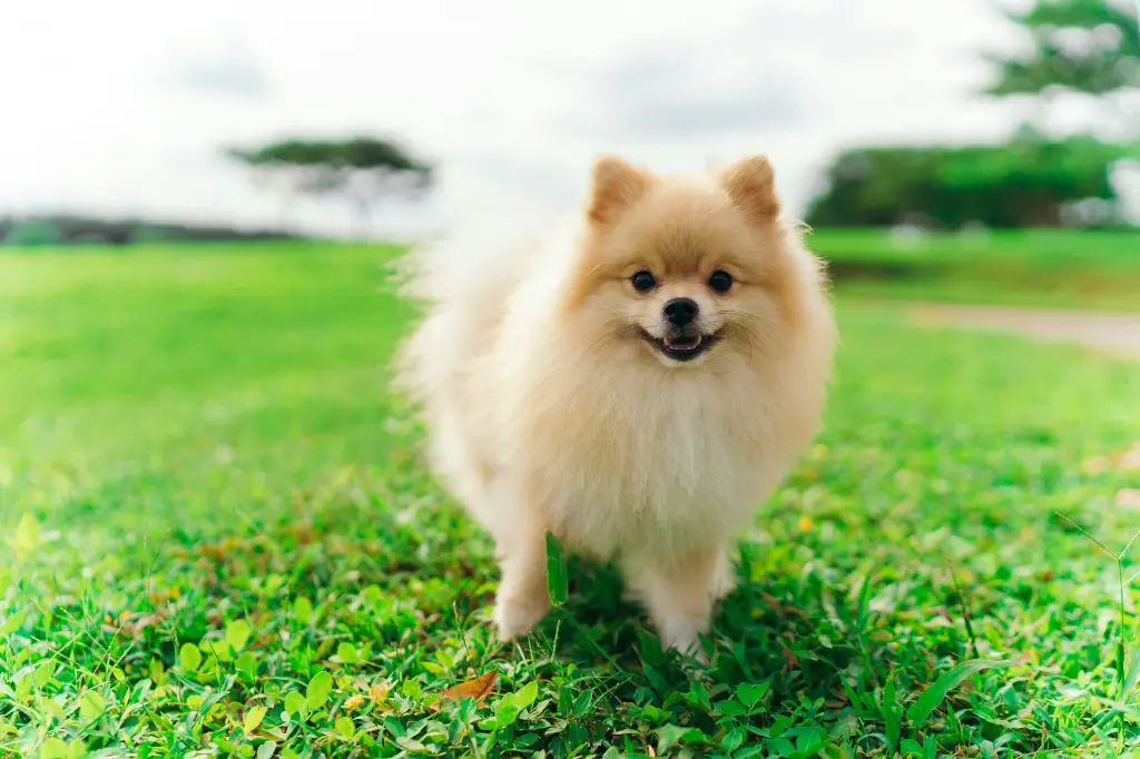 unsplash_A3KtBL7ptHE_pomeranian.webp