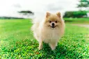 unsplash_A3KtBL7ptHE_pomeranian.webp
