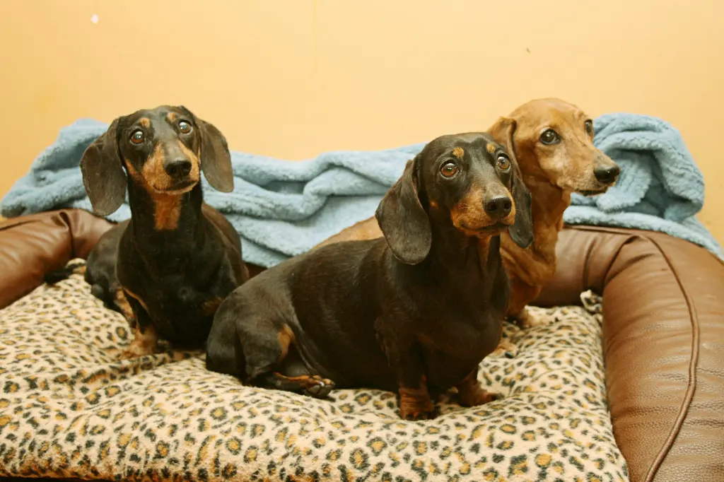 unsplash_Bba2Sd2cskg_dachshunds.webp