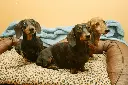 unsplash_Bba2Sd2cskg_dachshunds.webp