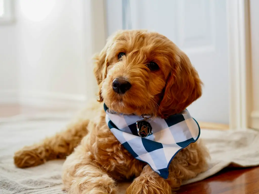 unsplash_aBjOS3J9COs_goldendoodle.webp