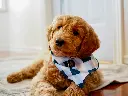 unsplash_aBjOS3J9COs_goldendoodle.webp