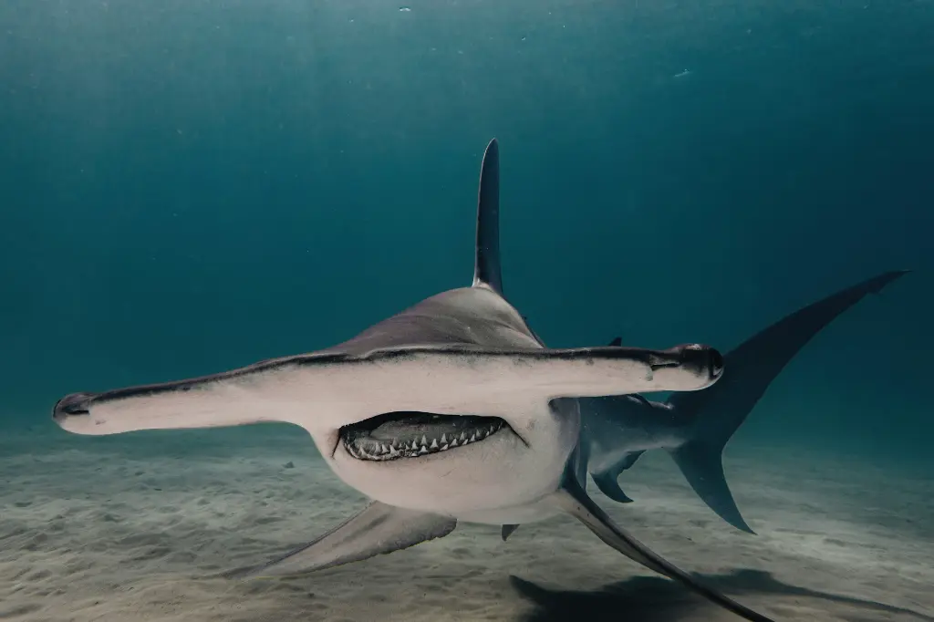 unsplash_ABq0kPbSPu0_hammerhead shark.webp