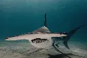 unsplash_ABq0kPbSPu0_hammerhead shark.webp