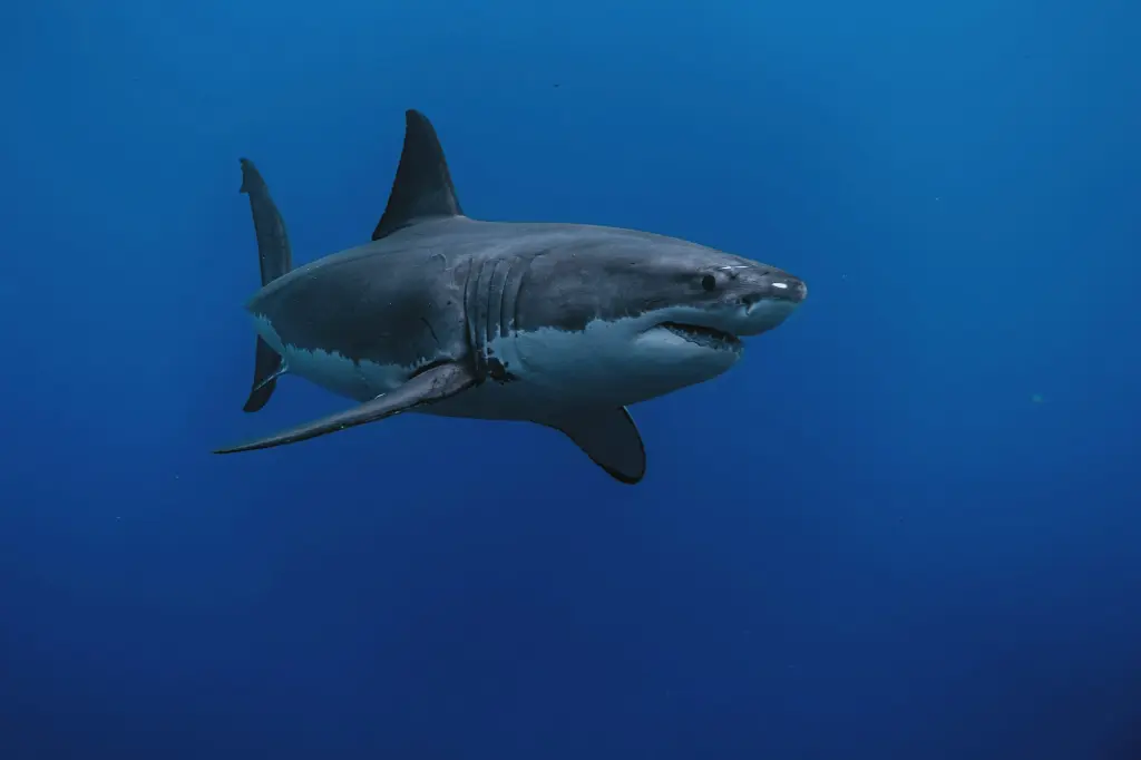 unsplash_LotoIFYVn6Q_great white shark.webp