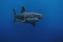 unsplash_LotoIFYVn6Q_great white shark.webp