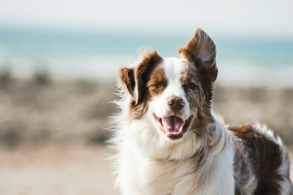 unsplash_U3aF7hgUSrk_dog.webp