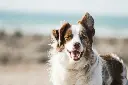 unsplash_U3aF7hgUSrk_dog.webp