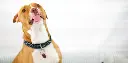 unsplash_DhxJzvDtbUY_pitbull.webp