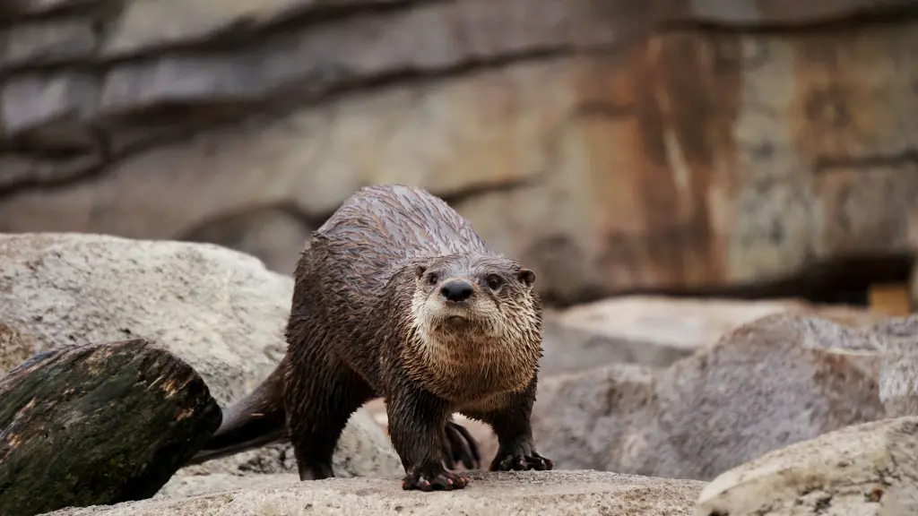 unsplash_e5vXhR0lDBA_river otter.webp