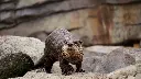 unsplash_e5vXhR0lDBA_river otter.webp