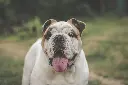 unsplash_DOxtZ8mvDgw_english bulldog.jpg.webp