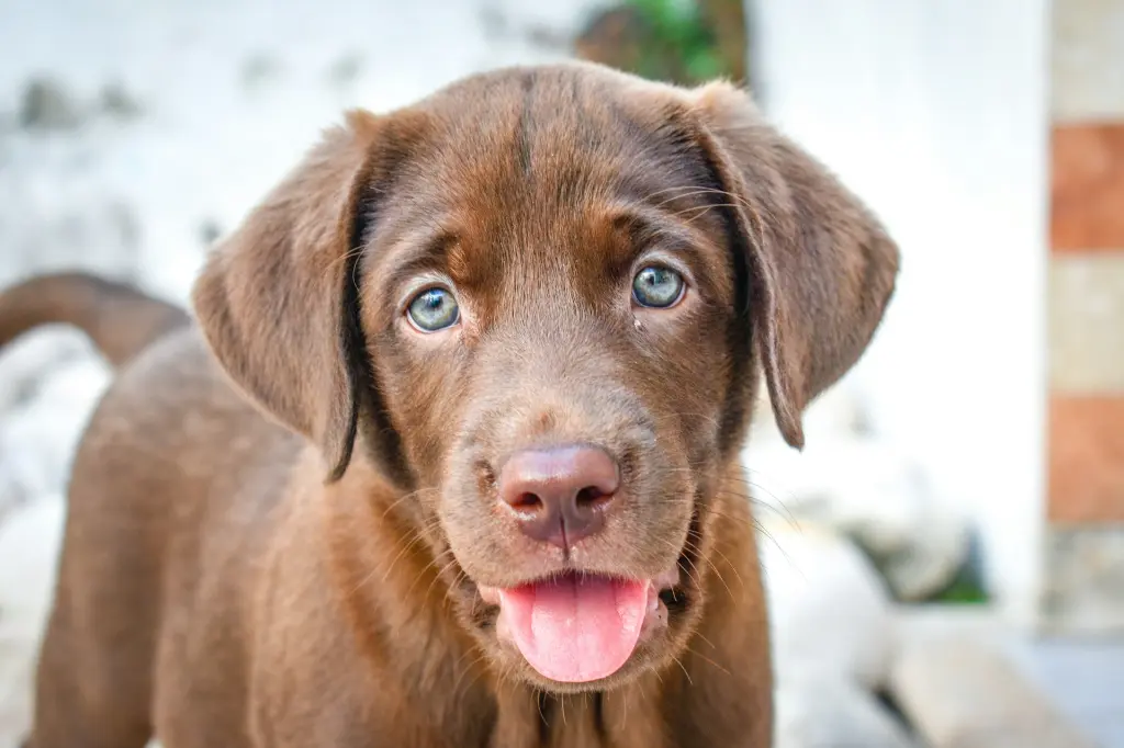 unsplash_ySCr2Bg08TM_chocolate lab.webp